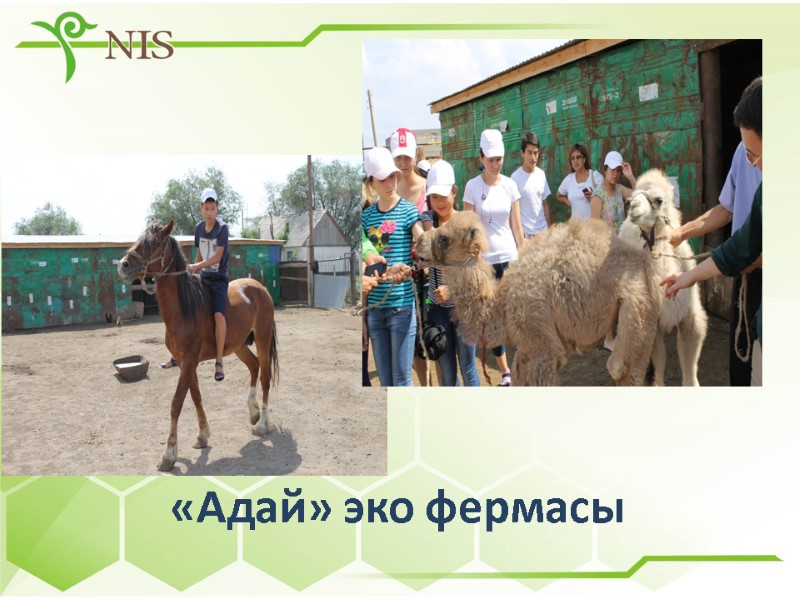 «Адай» эко фермасы